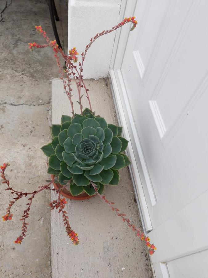 Kuca Za Odmor Varos Villa Vrlika Buitenkant foto